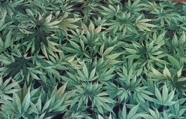 Stunning Green Marijuana Leaf Fabric, Pure Cotton