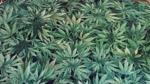 Stunning Green Marijuana Leaf Fabric, Pure Cotton 1 Stunning Green Marijuana Leaf Fabric, Pure Cotton